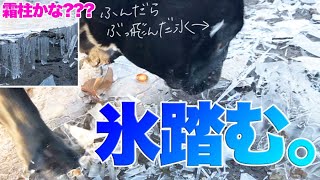 冬の早朝散歩。犬が張った氷をバリバリと割ったら…