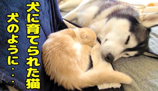 絶対にハスキー犬とくっついて寝たがる子猫が犬のようになってる…笑