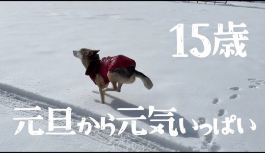 【老犬とは言わせない！】元旦から雪原を駆け回り、肉を食べまくって北海道グルメを堪能する元気いっぱいの愛犬🐕🐾【田舎暮らしのお正月】