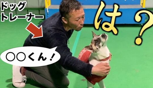 【プロが遊ぶ】「犬が自分のことだと勘違いするギリギリの名前」を探すゲームがおもしろいwwww