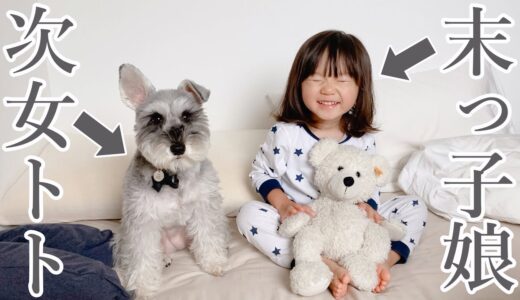 【ほのぼの】2歳娘と子ども好きな優しい犬との暮らし【シュナウザージジトト】