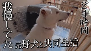 【保護犬】元野犬のウォンカが佐野勇斗の前で２４時間我慢していたこと【元野犬と共同生活】