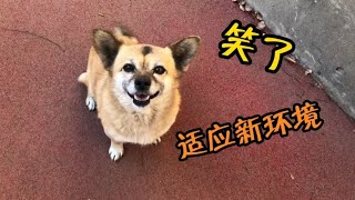 田园犬豆豆适应了新环境，和小土狗和睦相处，终于露出了微笑【柿柿红爱吃肉】