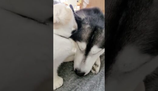 どうしてもハスキー犬を起こしたい子猫がこちら #shorts