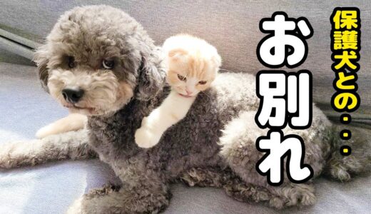 子猫とハスキー犬のお留守番を隠し撮りしたら飼い主が知らないところで大号泣してた...