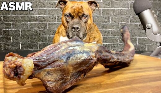 【大食い犬ASMR】超巨大◯◯を一心不乱にガリガリバク食いする愛犬www MUKBANG Dog eats raw meat bones