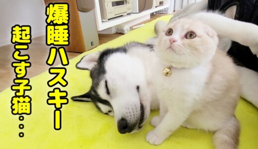 ハスキー犬を起こしにきて、自分が寝ちゃった子猫がこちら...