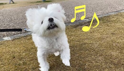 久し振りにお散歩に行ったらテンション高すぎた犬はこちらw【マルチーズ】