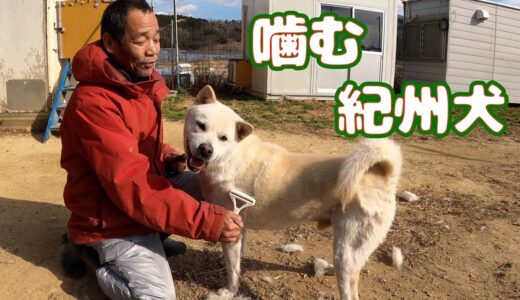 飼い主に噛み付き保健所に棄てられた紀州犬キッシュ 初めてのブラッシング😵