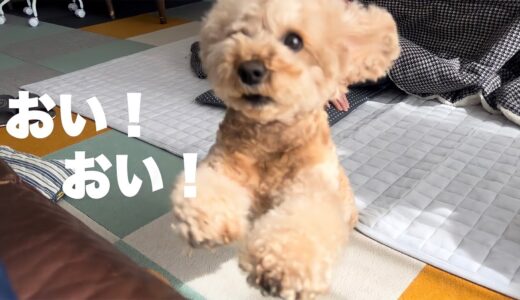 「何故そうなる？」遊び方にこだわりが強すぎる犬 【トイプードル/マルプー】