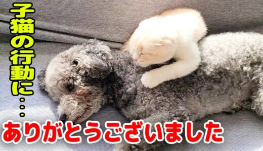 犬の一大事に秒で飼い主に知らせにきた子猫がこちら…