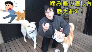 シリーズ犬の躾け方講座① 噛み癖の直し方