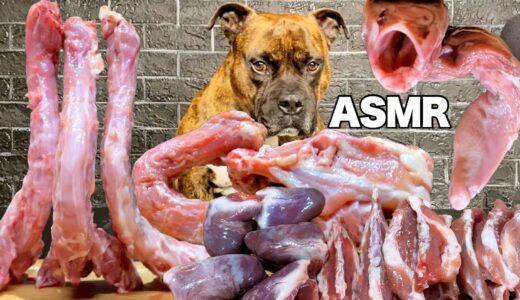 【大食い犬ASMR】ママと生肉爆食い飯テロバトルwww MUKBANG Dog eats raw meat bones