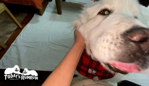 犬舎待機の後はたっぷりなでてもらわないと気がすまないルンルンです　Great Pyrenees　グレートピレニーズ