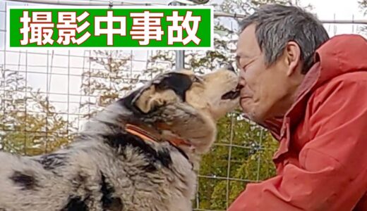 【誰もが予測できなかった瞬間】心を閉ざした保護犬シュンくん動画撮影中の事故❗️