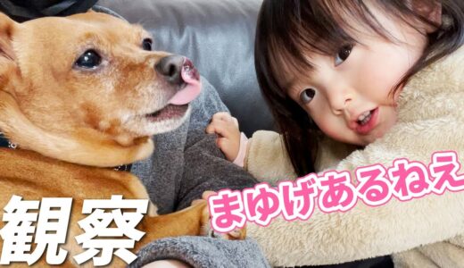 至近距離で犬を観察するおしゃべり2歳娘