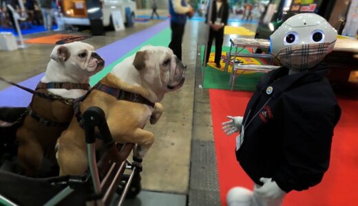 ペッパー君と対峙した犬の反応が爆笑すぎたWWW!