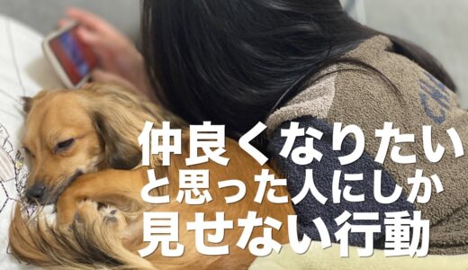 犬が仲良くなりたい人にしか見せない行動