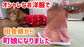 【老犬】新しいお洋服でオシャレさんになりました【ダックスフンド】