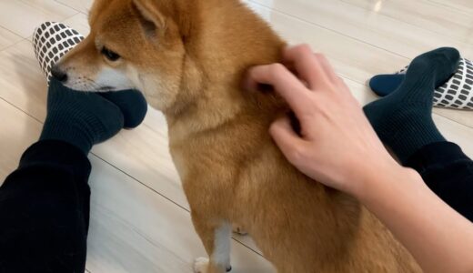 背中を撫でろと催促してくる実家の犬