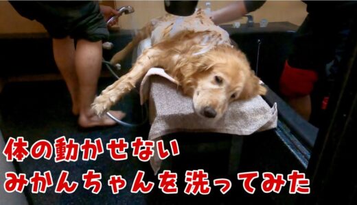 寝たきり犬の洗い方を考える　ゴールデンレトリバー