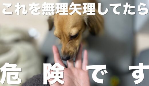 犬に決して無理やりしてはいけない行動