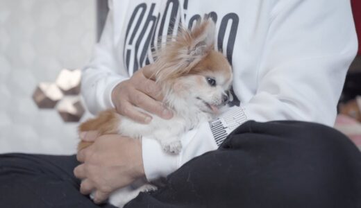 朝ご飯中に嘔吐し元気がない老犬チョッピさん・・