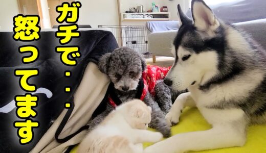 イタズラが過ぎて犬にガチで怒られてしまった子猫がこちら...