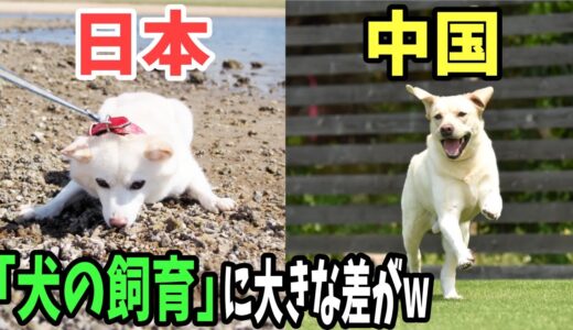 【海外の反応】「日本の犬の飼われ方はマジでありえない！」日本と中国の犬の散歩を比較した結果w→世界の犬事情！【日本のあれこれ】