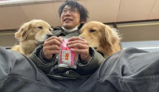 セブン犬ズ