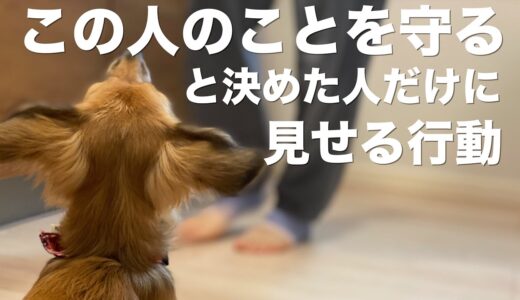 犬が守ると決めた人だけに見せる行動