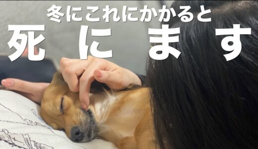 犬が冬にかかりやすい死んでしまう病気