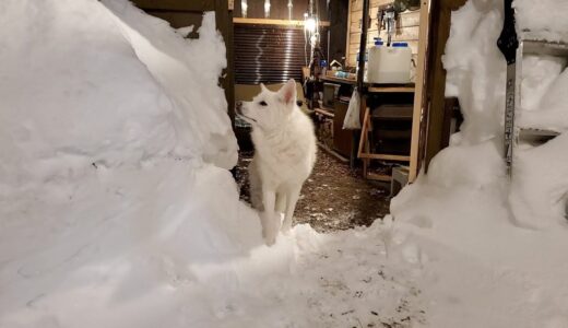 真冬の北海道　山小屋と犬との日常【1月の未公開集】2022