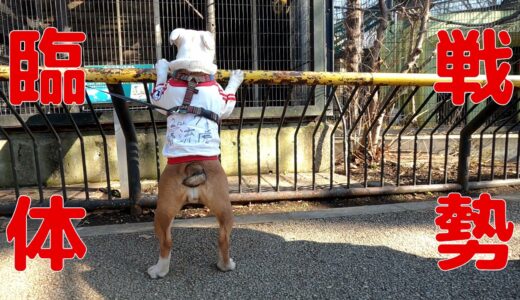 【犬猿の仲】初めてサルを見た犬の反応がこちら！