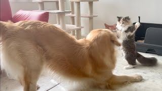 大型犬に挑む子猫が立ち上がった！