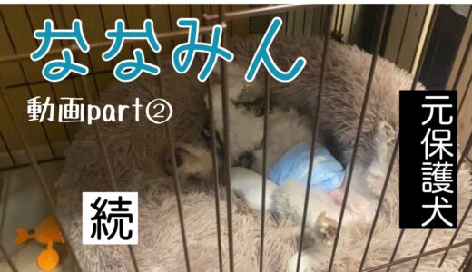 保護犬ななみん。我が家に来て３週間目のこんな感じをお伝えします。