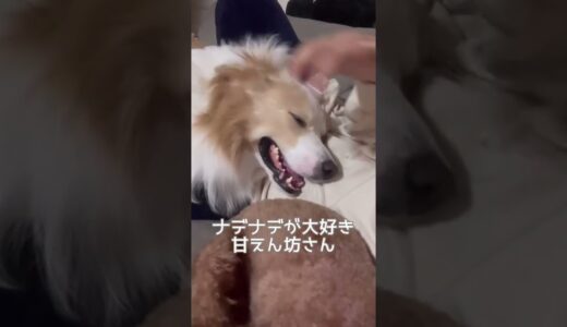 撫でるのをやめた瞬間に我に返る犬が、もはや人間（笑）#shorts