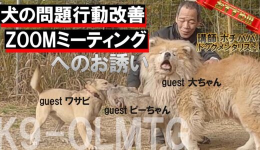 おすすめ！犬の問題行動改善zoomミーティング 　みんなで頑張ろう👍今の悩みは良い思い出に変わります❗️