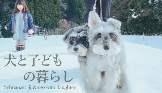 【犬と子ども】２年ぶりの帰省のお別れはちょっと切ない【シュナウザージジトト】