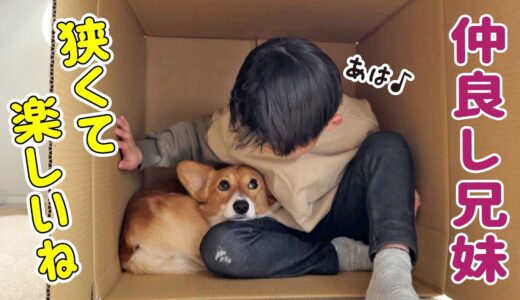 【犬とこども】ぎゅうぎゅうになりながら一緒に段ボールに入る仲良し兄妹