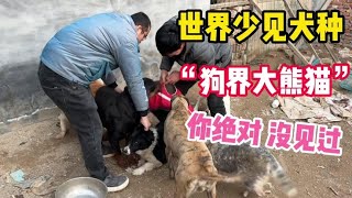 世界极为少见的犬种，被称为“狗界大熊猫”相信大家都没有见过