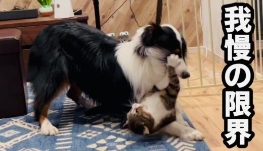 しつこすぎる猫、いつも優しい犬がついにキレる…　Persistent Cats VS Angry Dogs