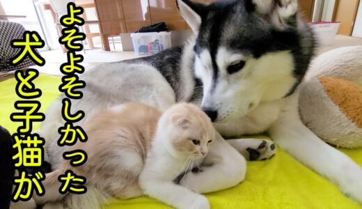 ハスキー犬が育てた子猫が犬のようになるまで...