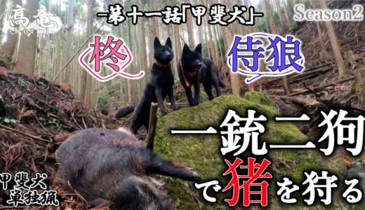 甲斐犬単独猟 Season2 十一話「甲斐犬」Japanese hunting kaidog