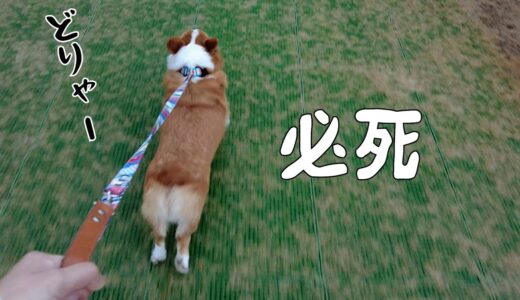 子供のピンチに駆けつけるコーギー犬