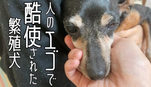 元繁殖犬、八重ちゃんに残された時間　生まれてから子犬を産むためだけに生きてきたミニチュアピンシャーの女の子