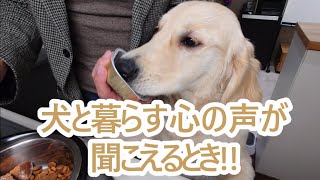 犬との暮らし時々心の声が聞こえる時がある。ゴールデンレトリバーの子犬ティト。