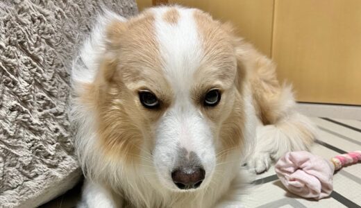 可愛い犬でも気持ちが伝わらないと怒ります。