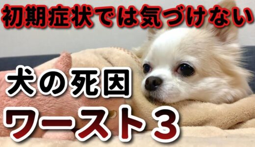 【犬の病気】死因ワースト3〜初期症状では気づけない病気〜