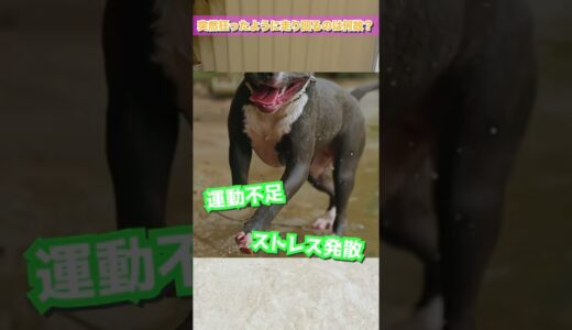 Q：犬が狂ったように走り回るのはなぜ？ #Shorts